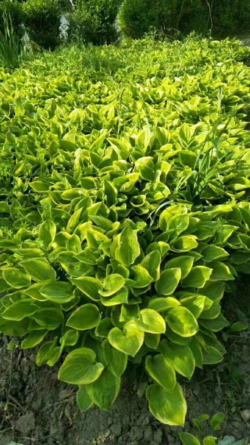绿化苗草花地被花边玉簪金边玉簪金叶花叶玉簪紫玉簪工程苗