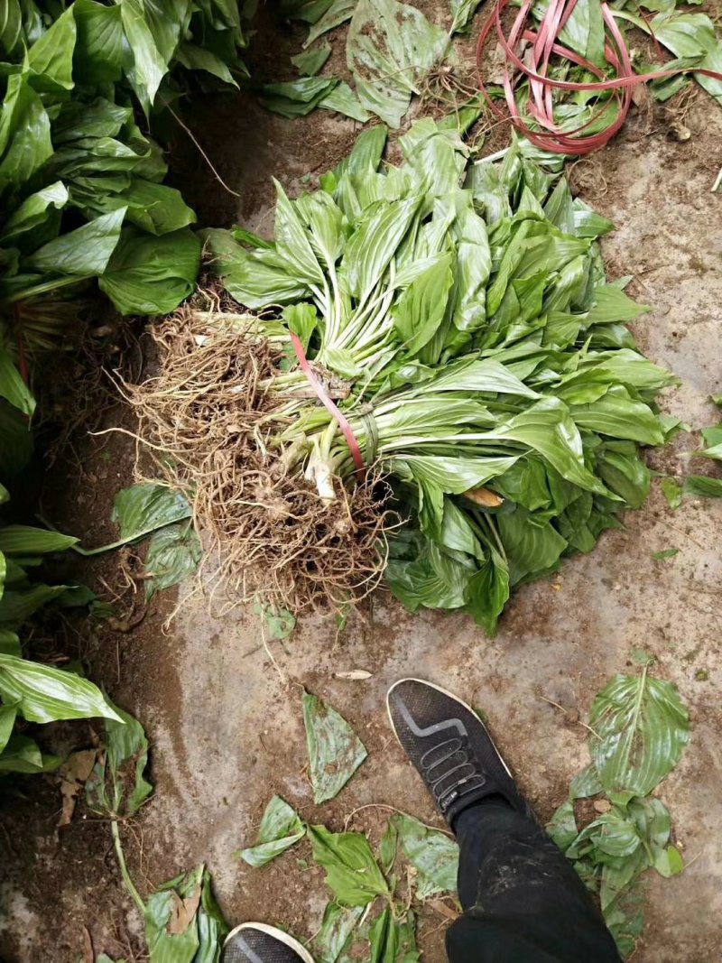 绿化苗草花地被花边玉簪金边玉簪金叶花叶玉簪紫玉簪工程苗