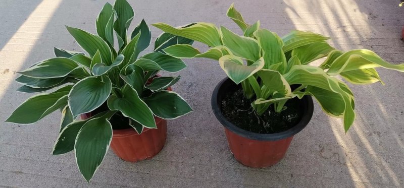 绿化苗草花地被花边玉簪金边玉簪金叶花叶玉簪紫玉簪工程苗