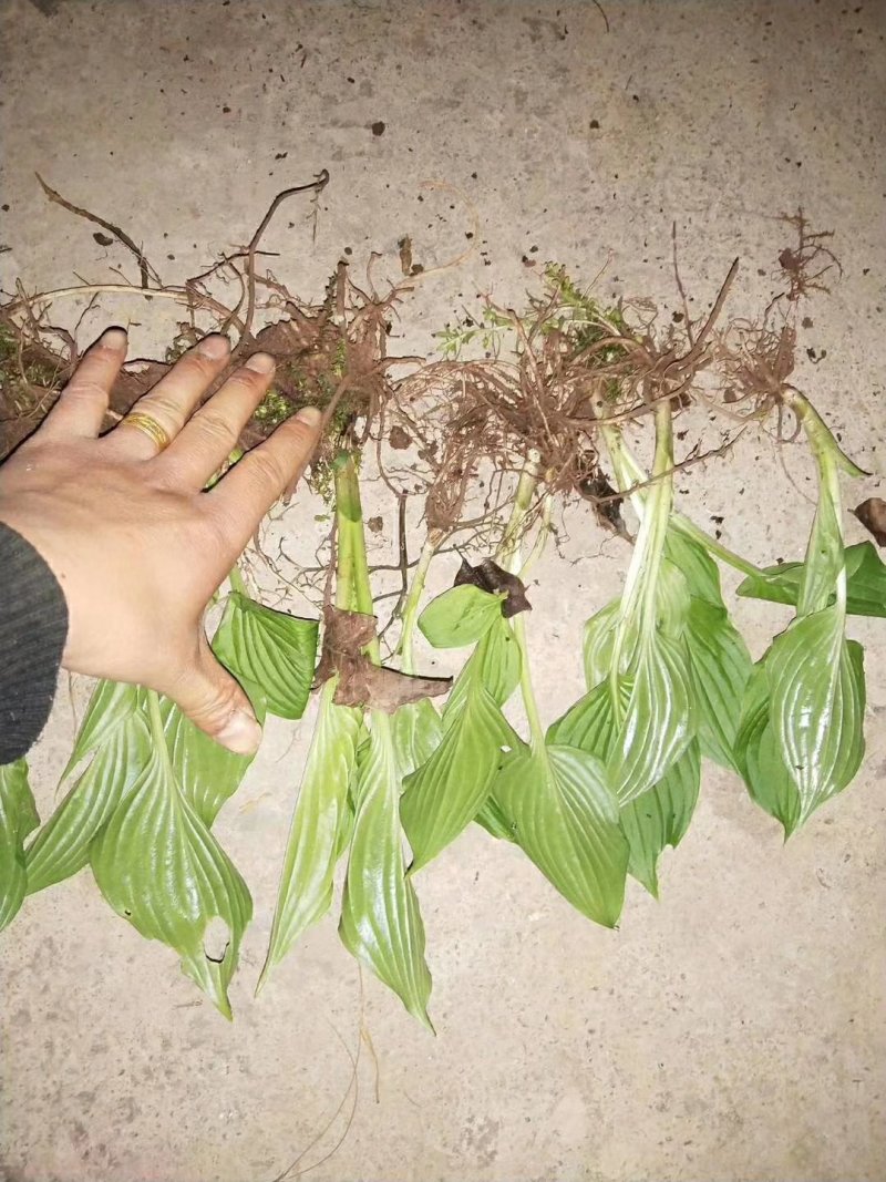 绿化苗草花地被花边玉簪金边玉簪金叶花叶玉簪紫玉簪工程苗