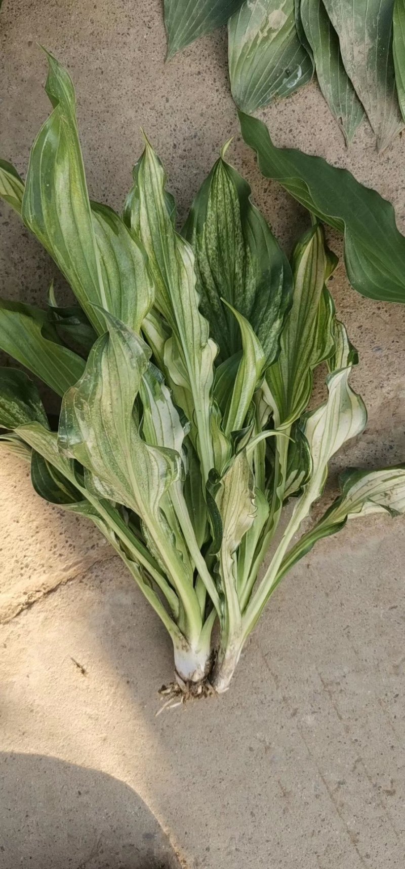 绿化苗草花地被花边玉簪金边玉簪金叶花叶玉簪紫玉簪工程苗