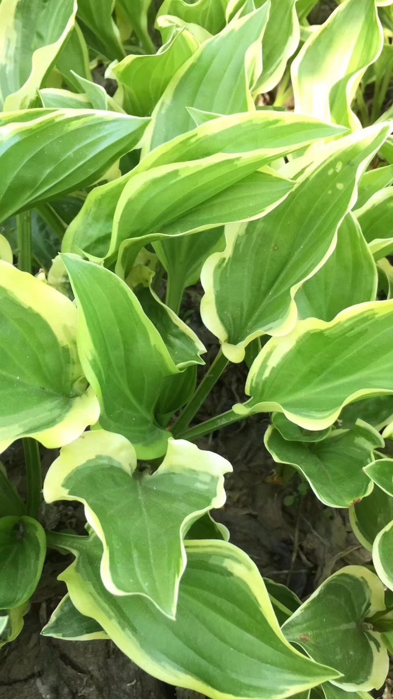 绿化苗草花地被花边玉簪金边玉簪金叶花叶玉簪紫玉簪工程苗