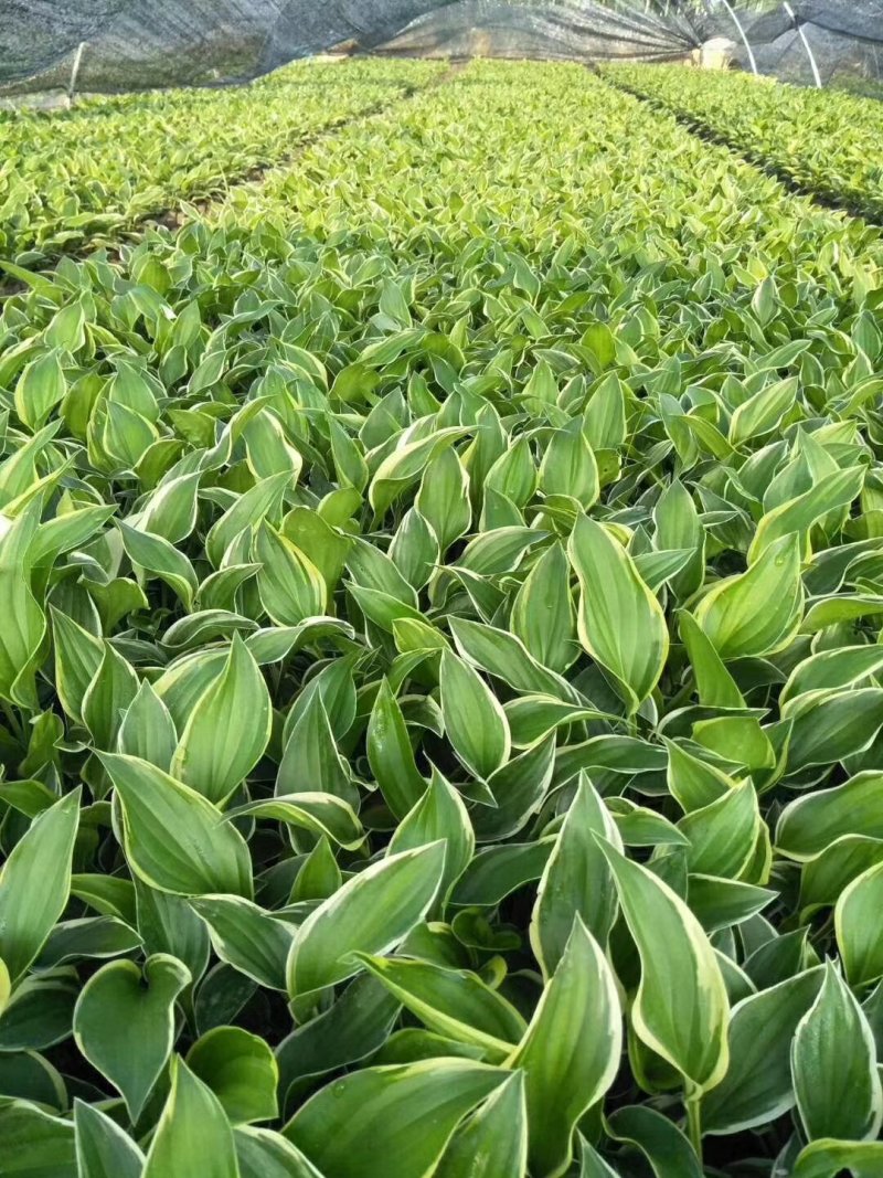 绿化苗草花地被花边玉簪金边玉簪金叶花叶玉簪紫玉簪工程苗