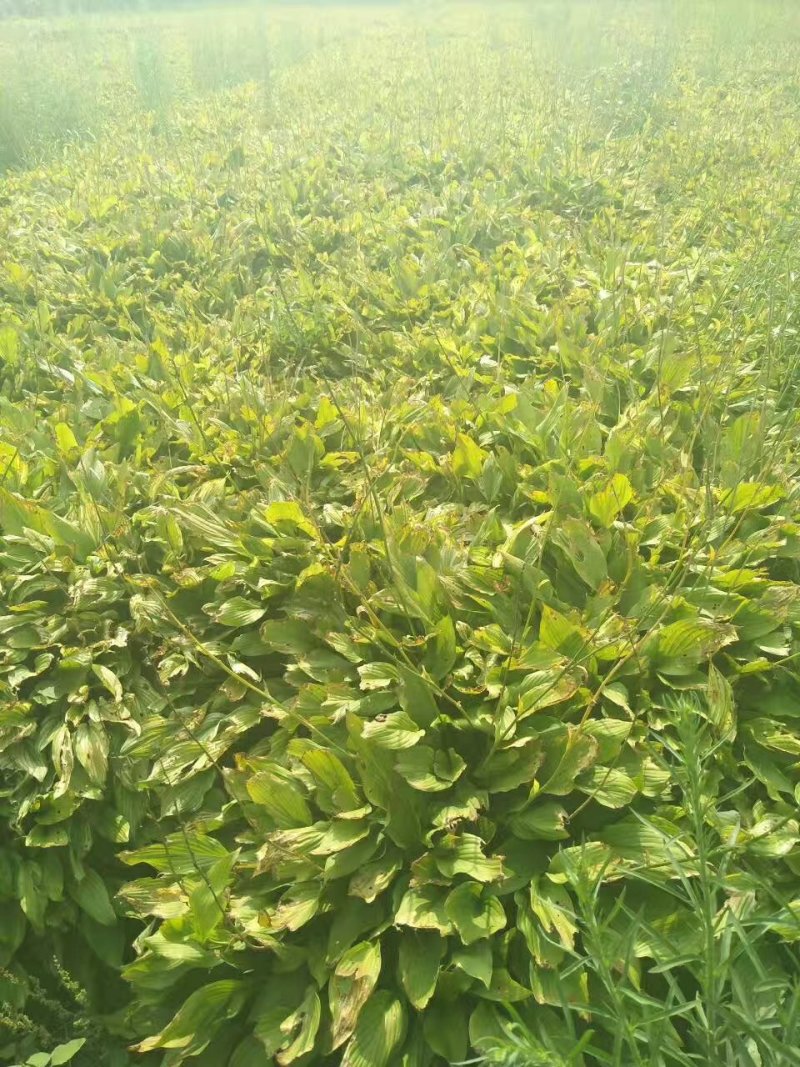绿化苗草花地被花边玉簪金边玉簪金叶花叶玉簪紫玉簪工程苗
