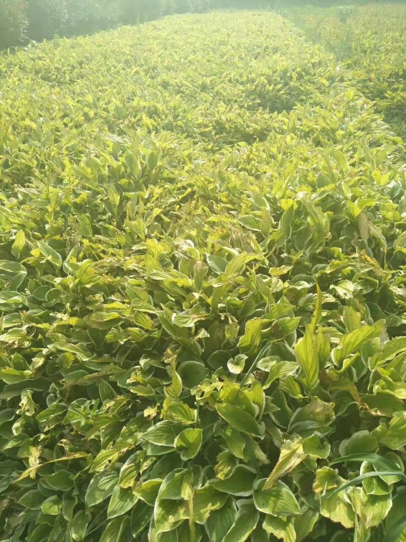 绿化苗草花地被花边玉簪金边玉簪金叶花叶玉簪紫玉簪工程苗