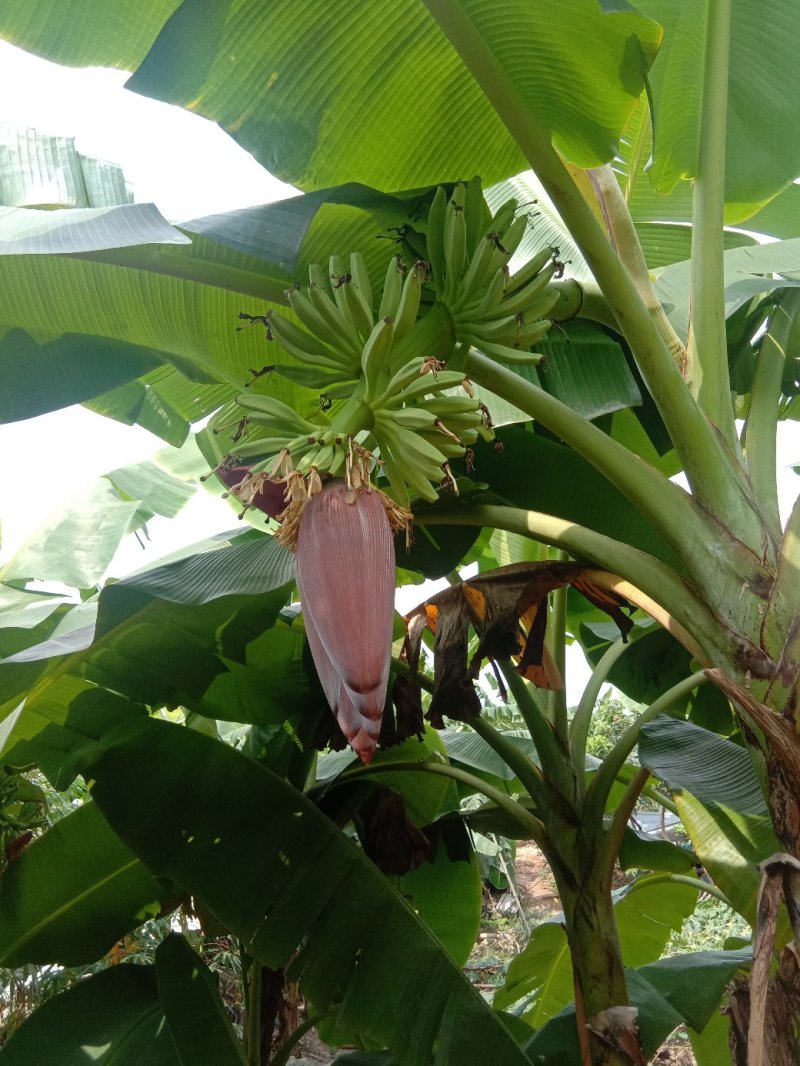 蕉蕾大蕉蕾芭蕉蕾香蕉蕾自家种植