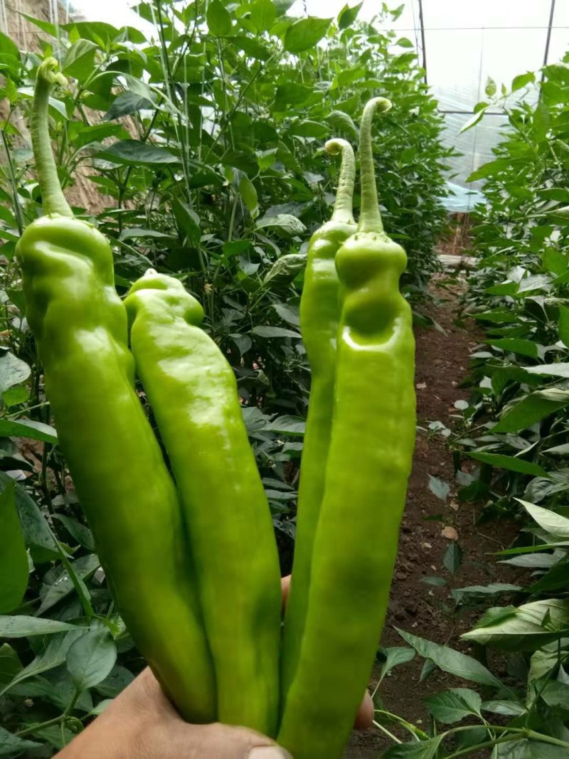鲜辣椒