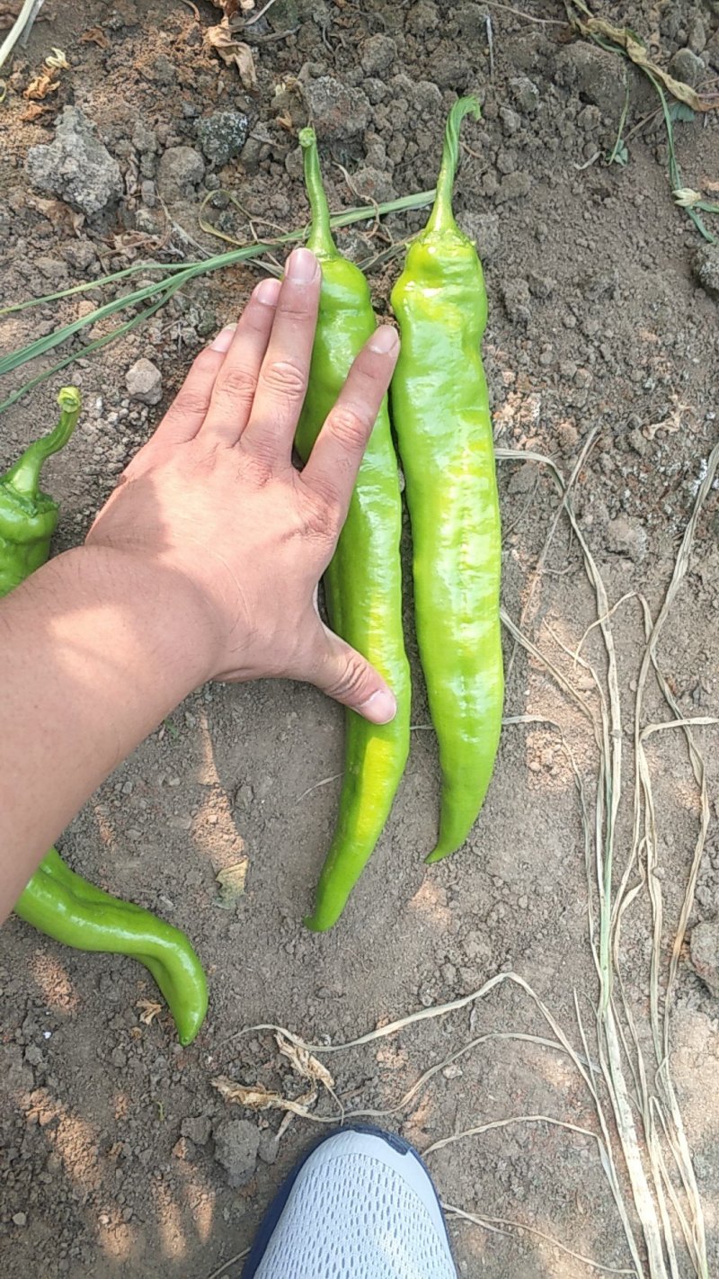 鲜辣椒