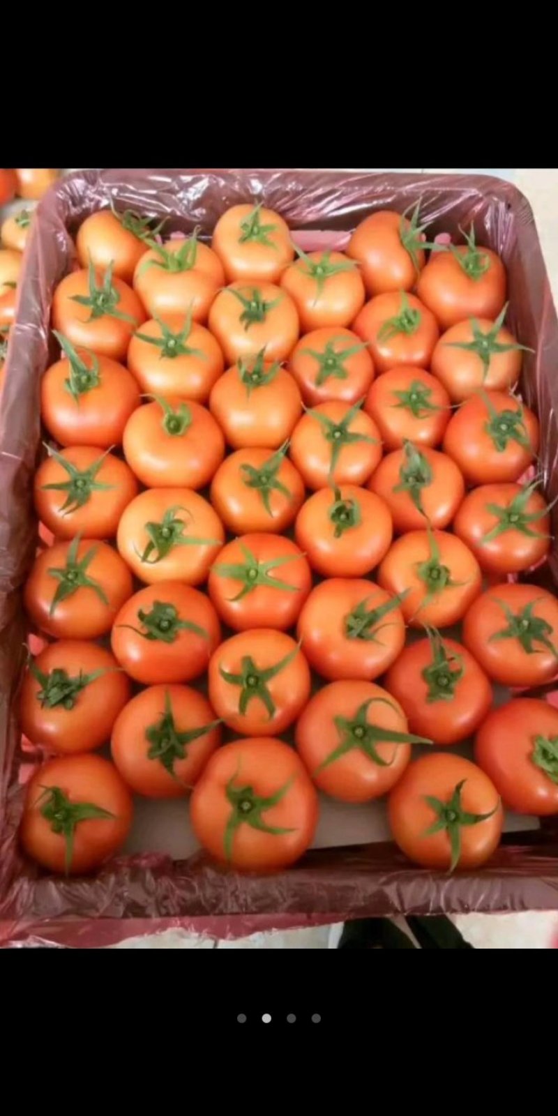 番茄种植基地大量精品上市。