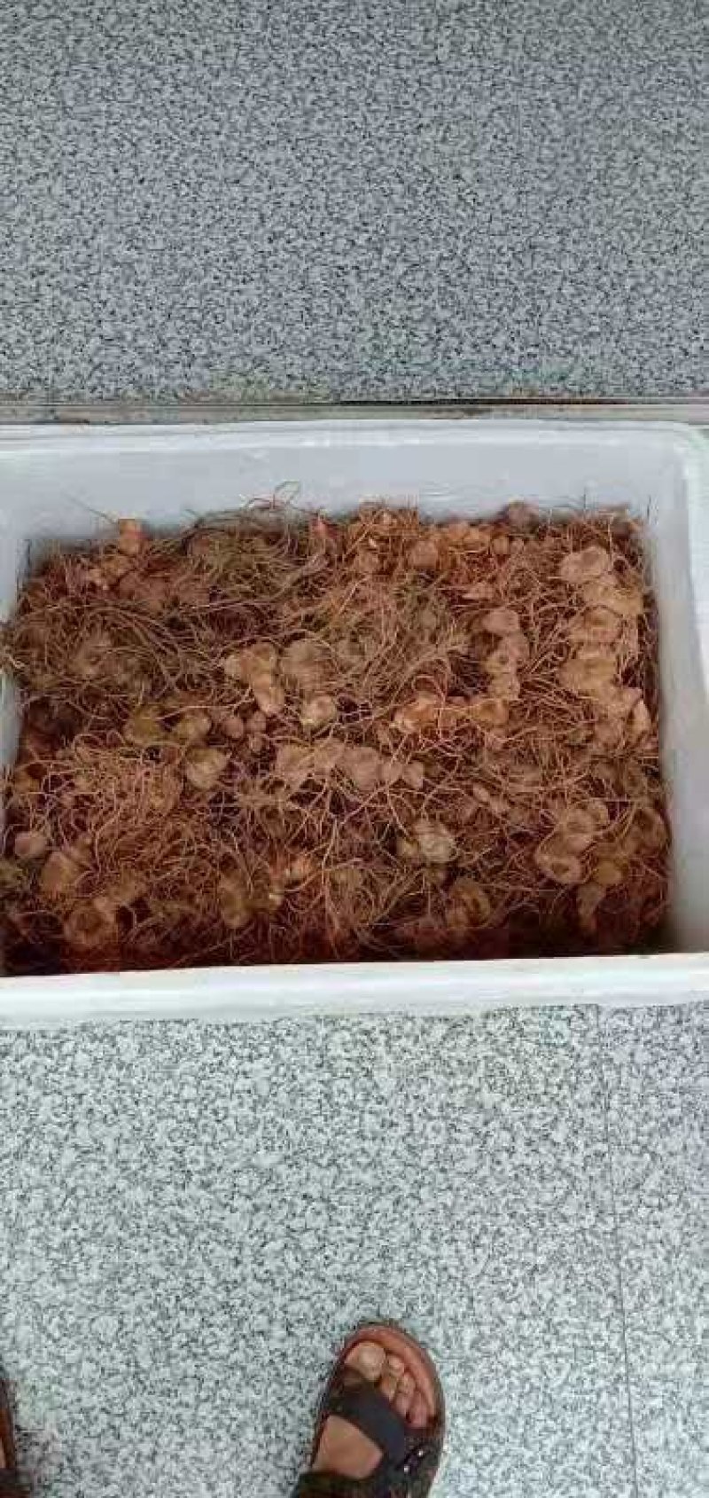 纯野生姜型黄精
