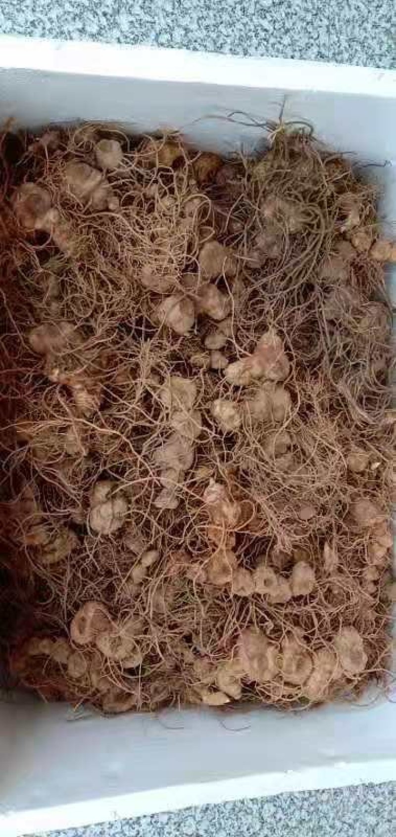 纯野生姜型黄精