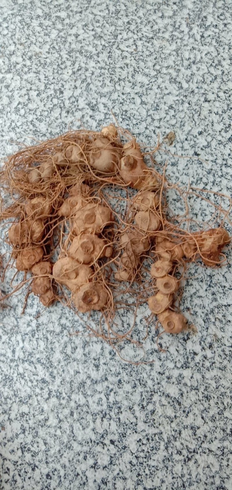 纯野生姜型黄精
