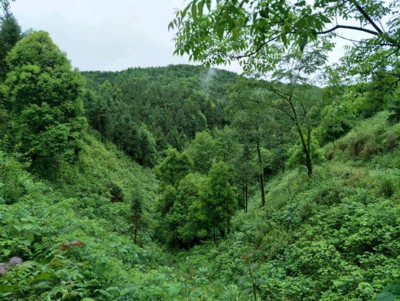纯野生姜型黄精