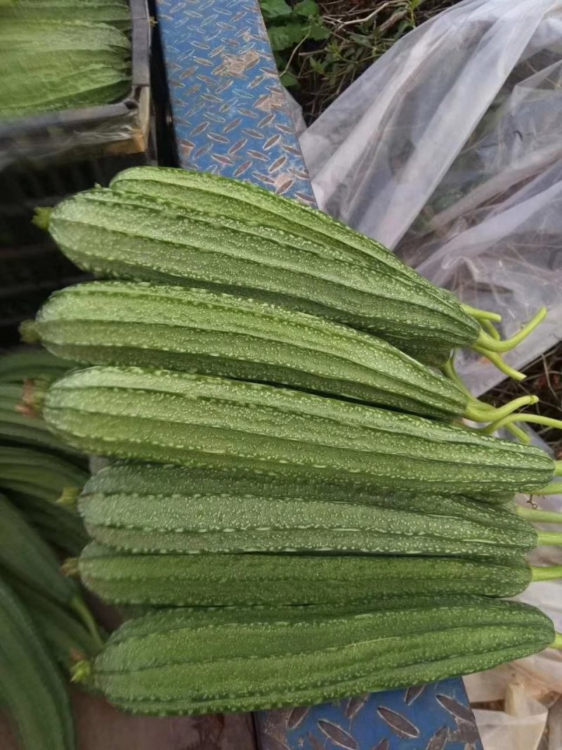 丝瓜苗（越夏品种，春秋品种，品质保证，欢迎大家来电咨询