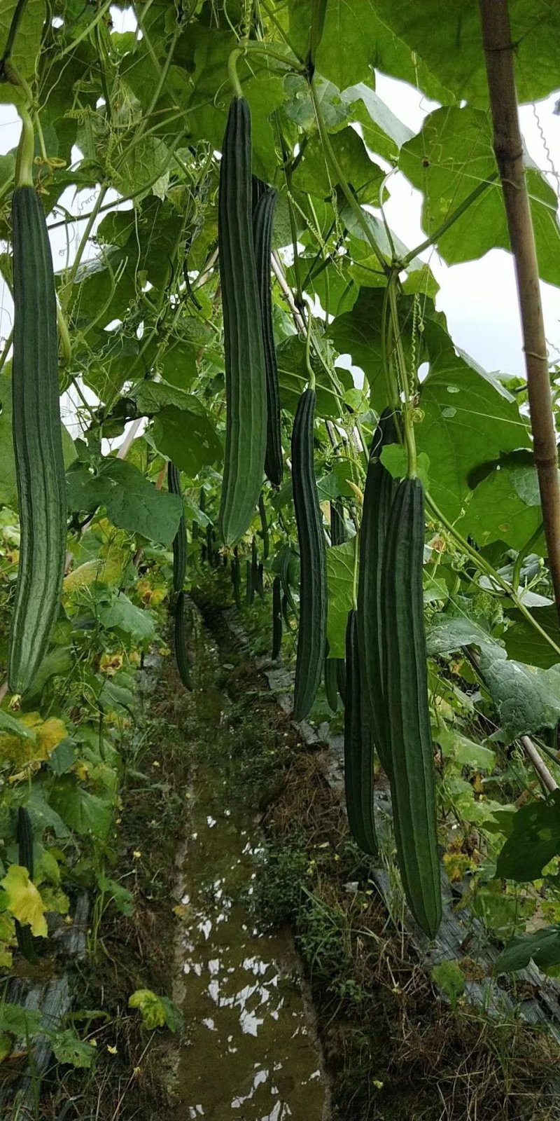 丝瓜苗（越夏品种，春秋品种，品质保证，欢迎大家来电咨询