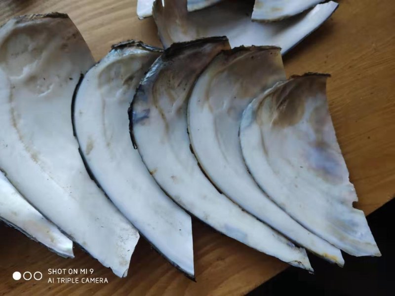 河蚌壳