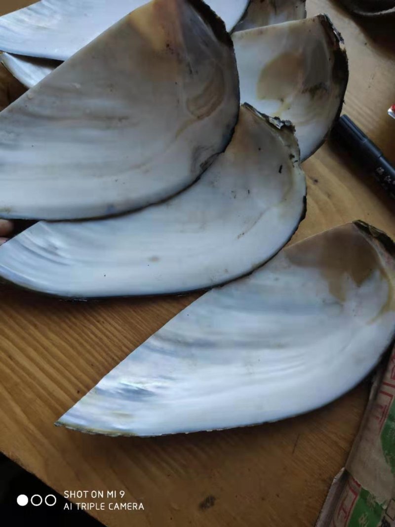 河蚌壳