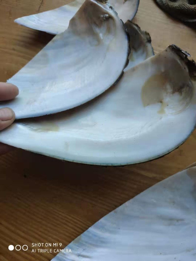 河蚌壳