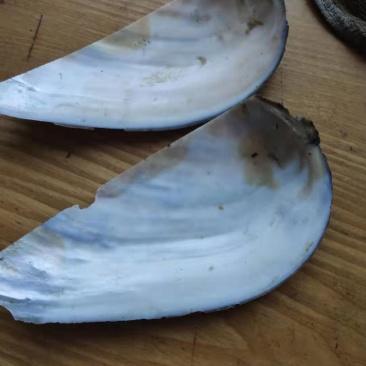 河蚌壳