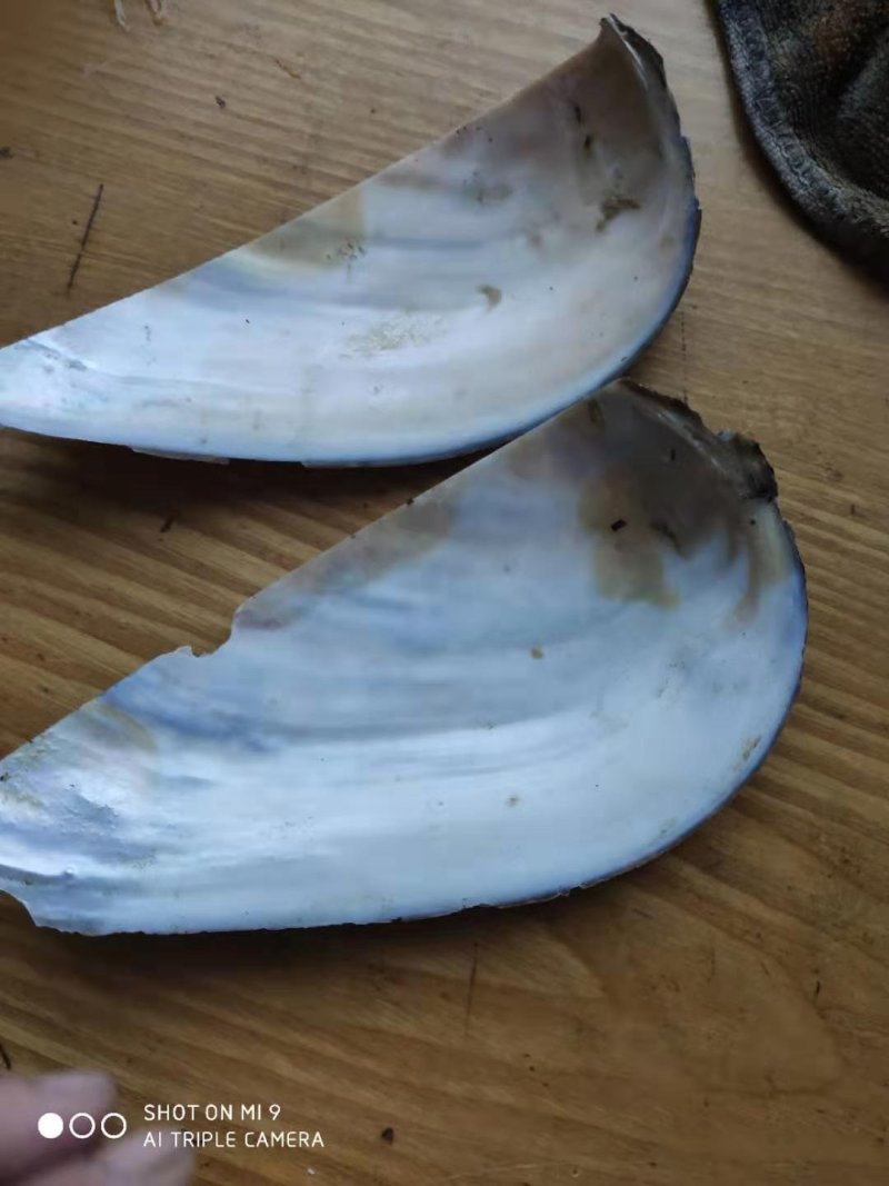 河蚌壳