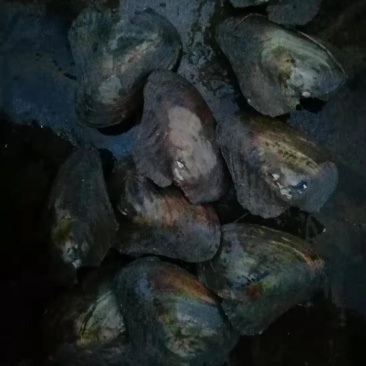 鲜活河蚌