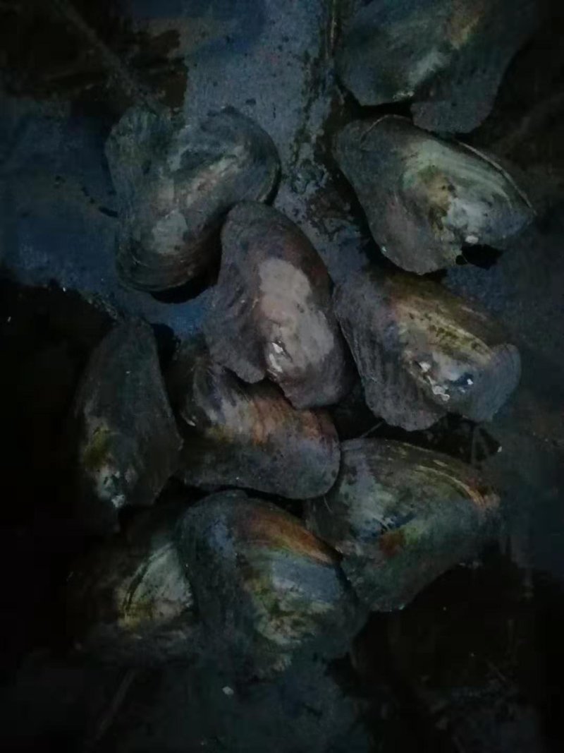 鲜活河蚌
