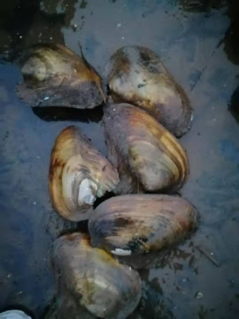 鲜活河蚌