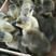 三花鹅苗，狮头鹅苗皖浦杂交泰州鹅苗包疫苗包运输包成活