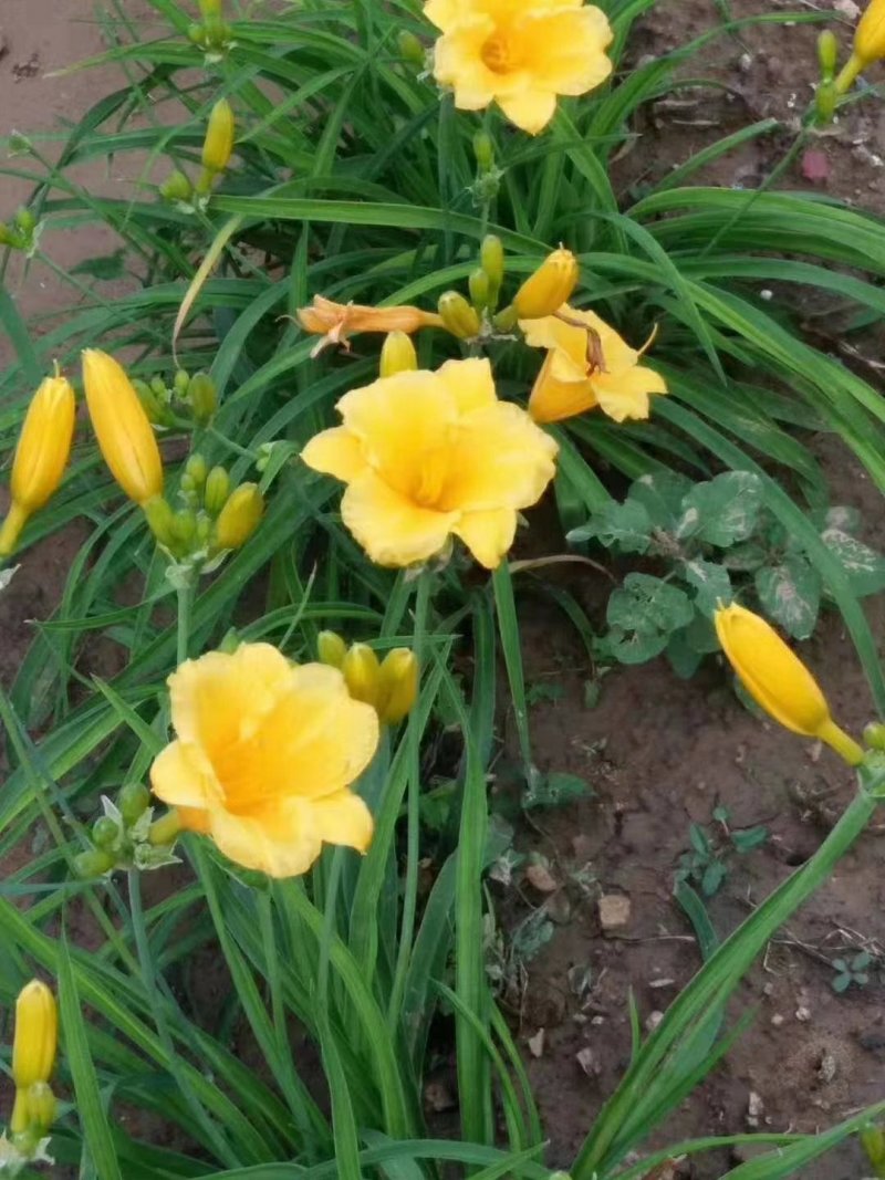 绿化地被色块草花金娃娃萱草大花萱草红花萱草红运萱草