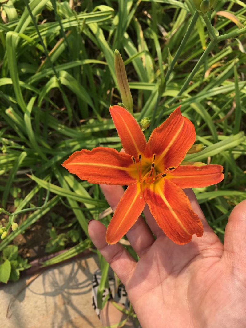 绿化地被色块大花萱草