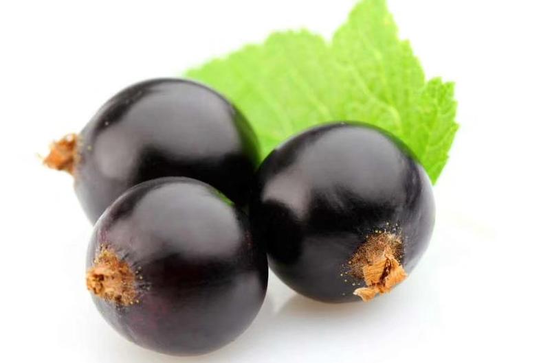黑加伦鲜果，黑加仑果，出售黑加仑鲜果