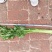 大量芹菜出售