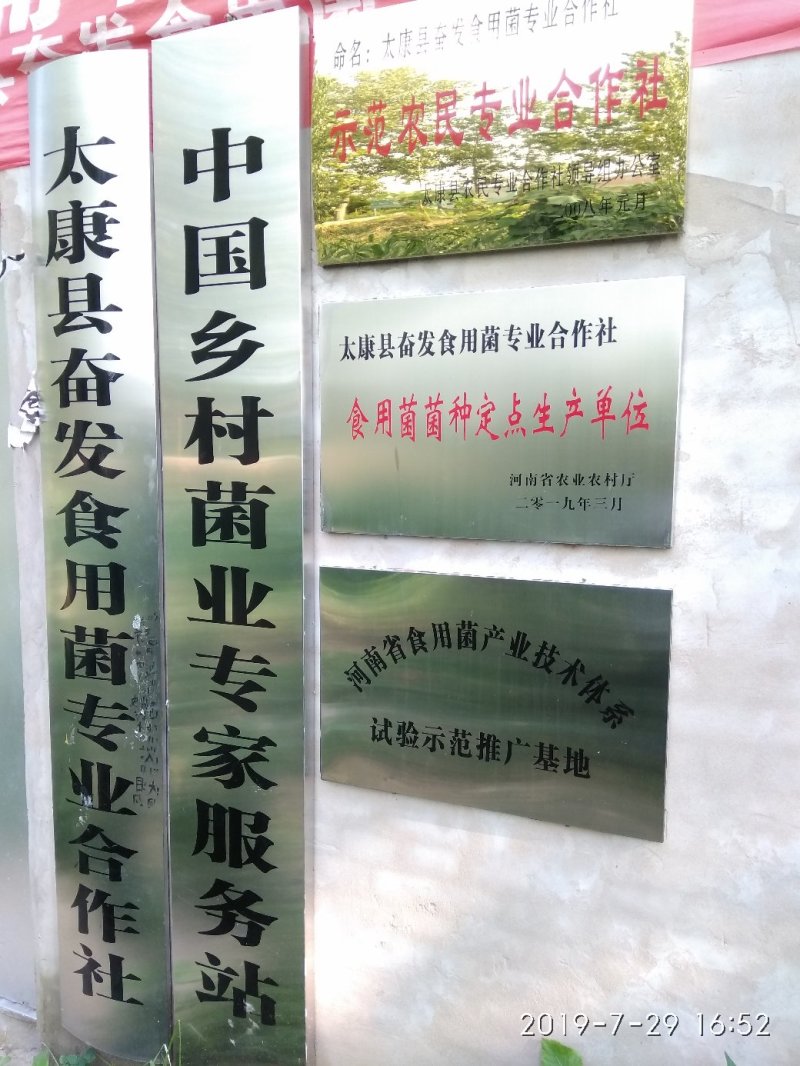 平菇菌种平菇栽培种姬菇栽培种平菇三级种枝条菌种1