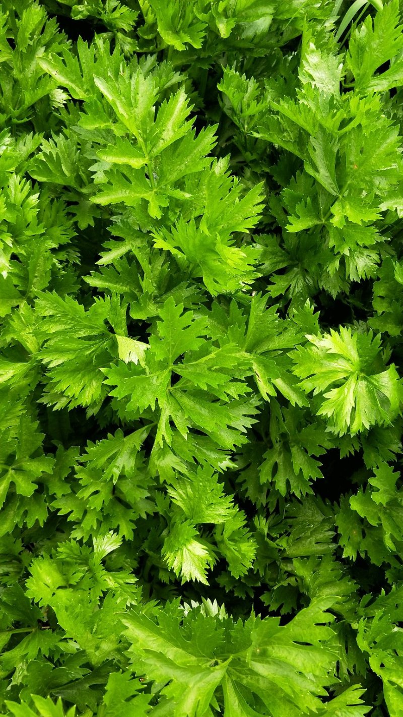 出售芹菜