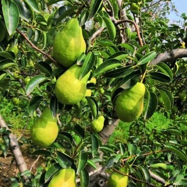 香蕉梨