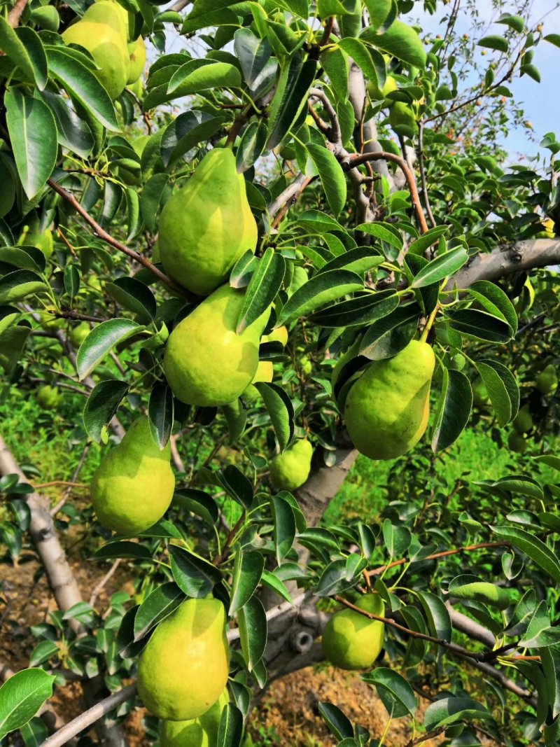 香蕉梨