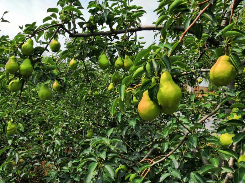 香蕉梨