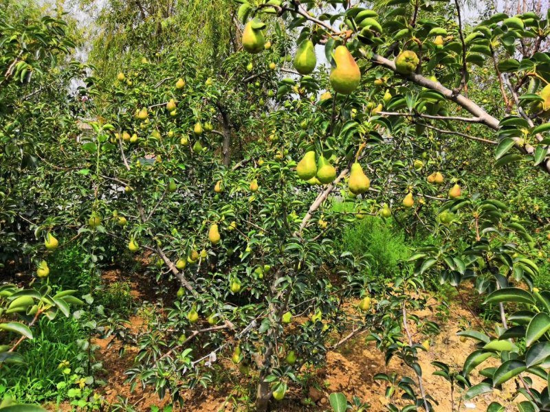 香蕉梨