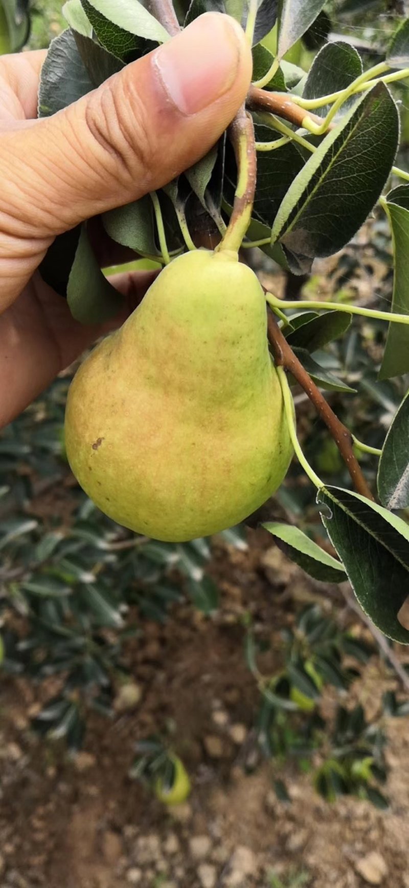香蕉梨