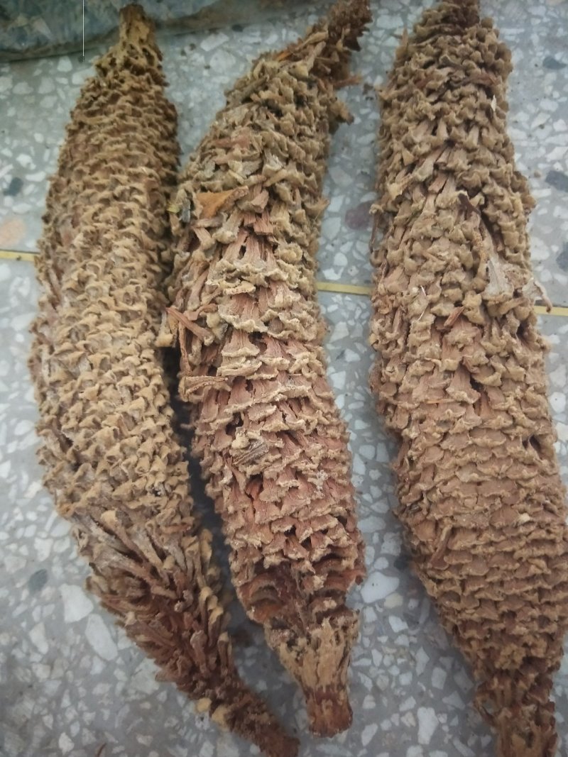 包邮铁树花雄花品质保证供应上千种中药材