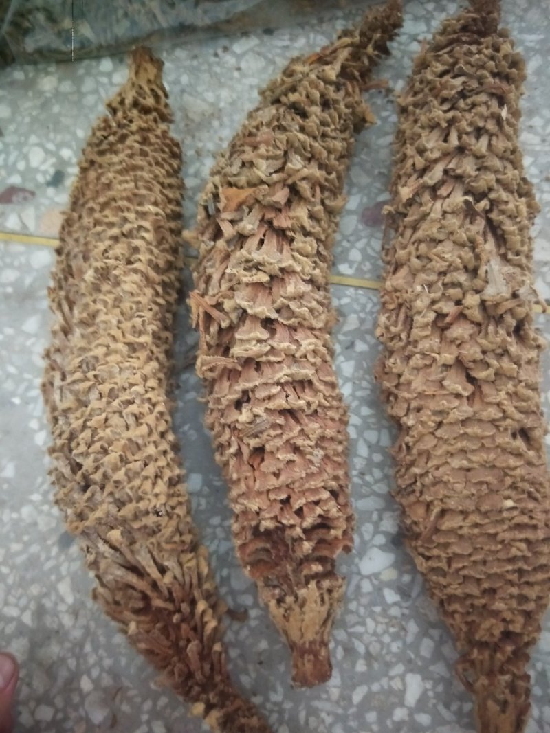 包邮铁树花雄花品质保证供应上千种中药材