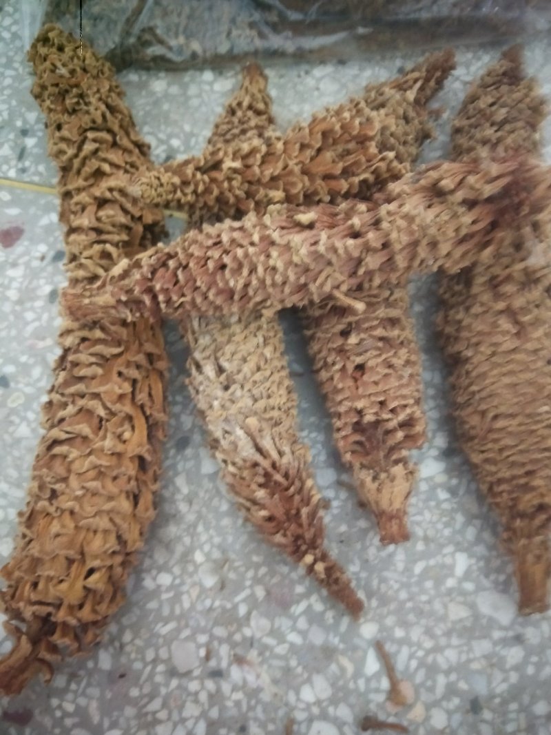 包邮铁树花雄花品质保证供应上千种中药材