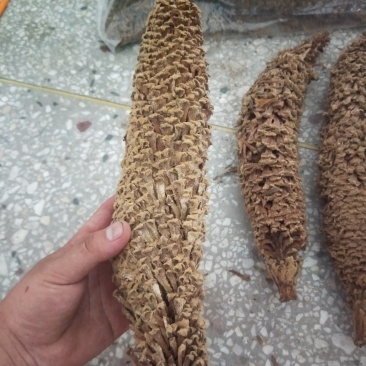 包邮铁树花雄花品质保证供应上千种中药材