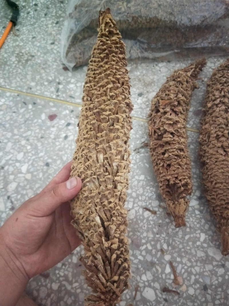 包邮铁树花雄花品质保证供应上千种中药材