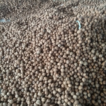 新鲜核桃香核桃