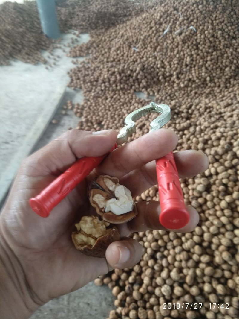 新鲜核桃香核桃