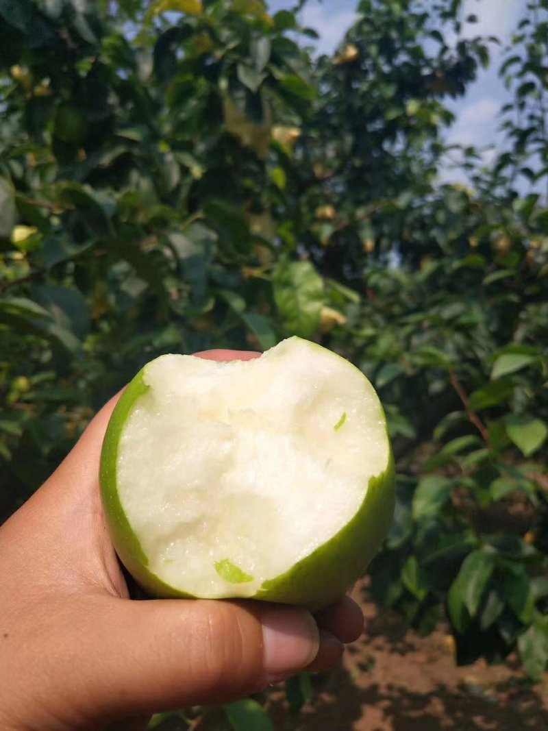 青皮梨规格：200-250g
