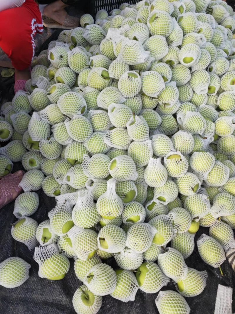 青皮梨规格：200-250g