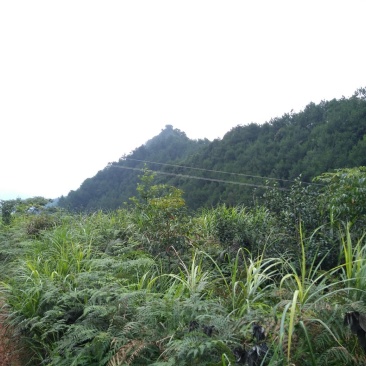 土地出租，最适合油樟生长的山地