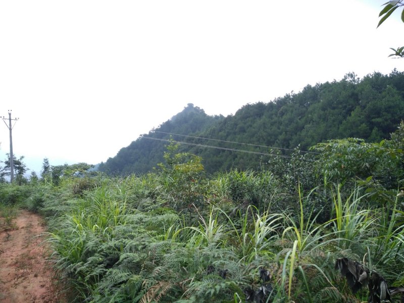 土地出租，最适合油樟生长的山地
